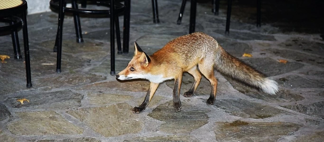 Τρίκαλα: Αλεπού επιτέθηκε σε 4χρονη - Μεταφέρθηκε στο νοσοκομείο η ανήλικη